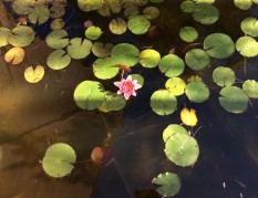 Pond